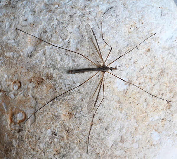 Tipulidae: Tipula sp., maschio