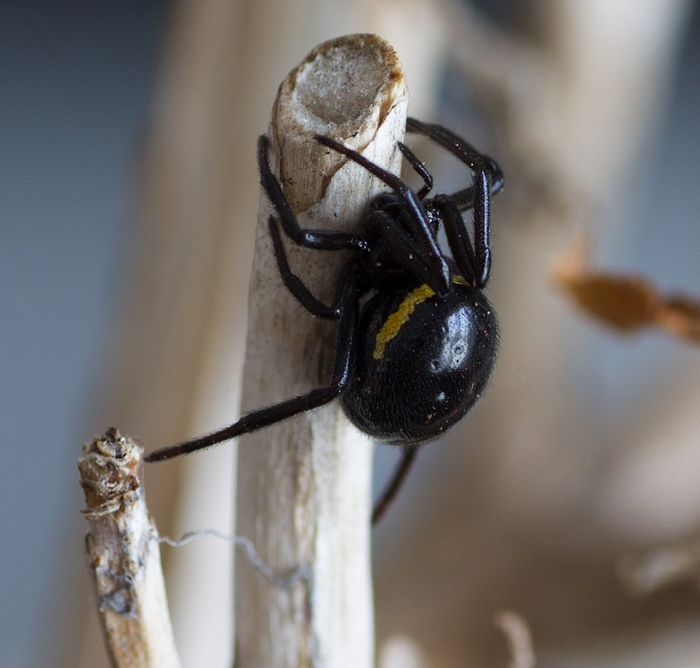 Steatoda paykulliana? S !   -   Monte Castellana S. G. Rotondo Gargano (FG)