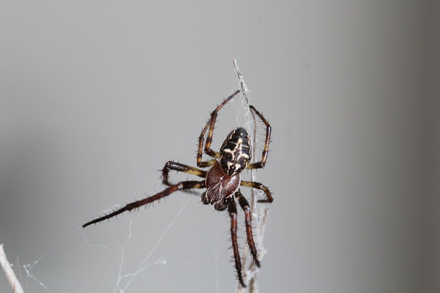 Larinioides cornutus ♂ - Gargano (FG)
