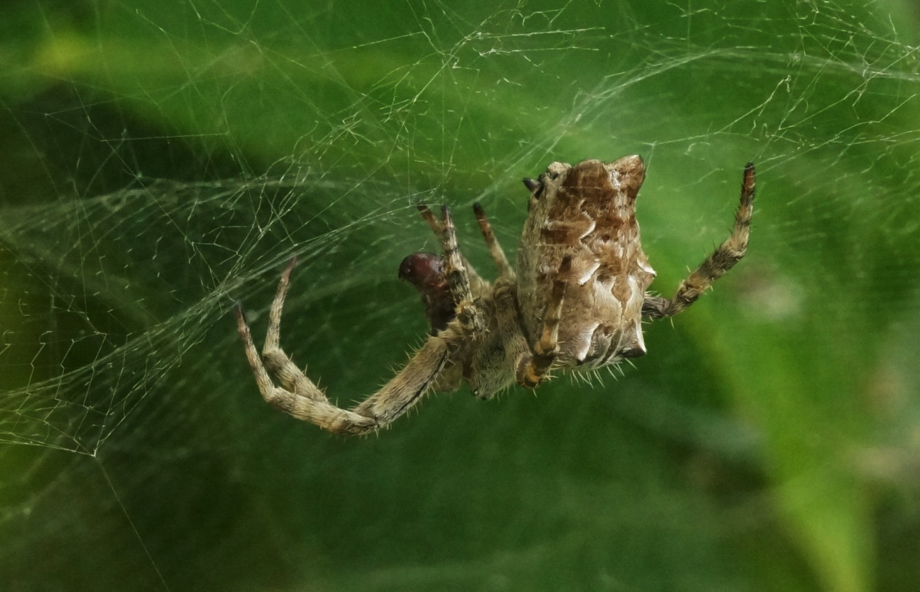 Cyrtophora citricola - Gargano (FG)