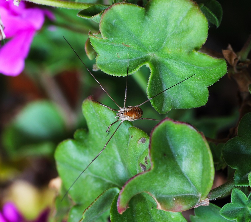 Metaphalangium cirtanum (Phalangiidae)