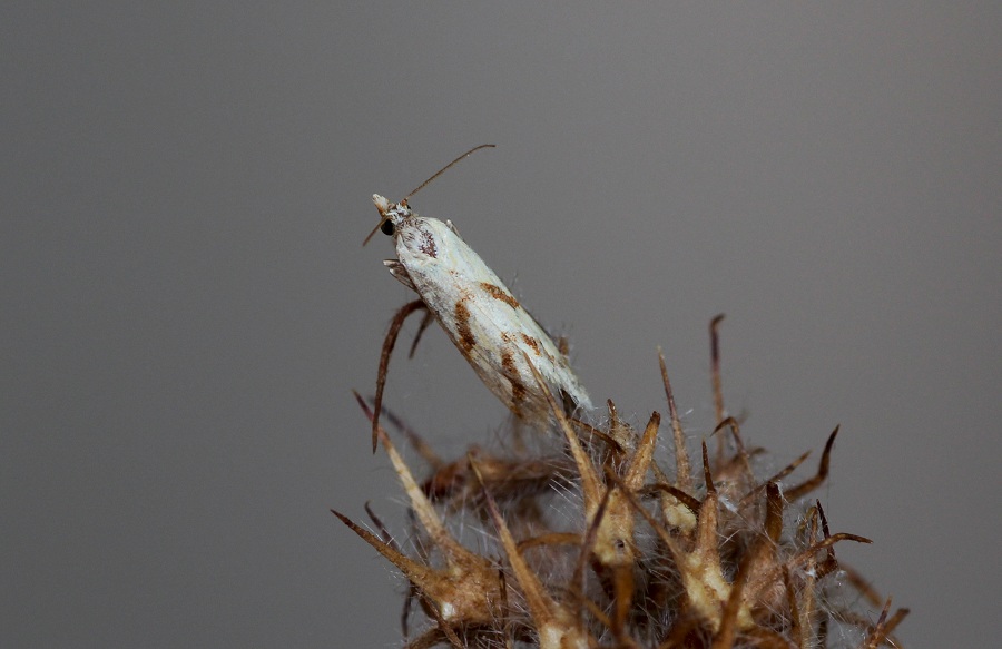 Da determinare: Aethes sp. - Tortricidae