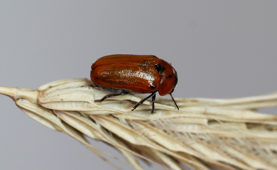 Chrysomelidae:  Tituboea biguttata, femmina