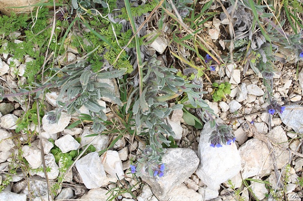 Alkanna tinctoria  / Arganetta azzurra