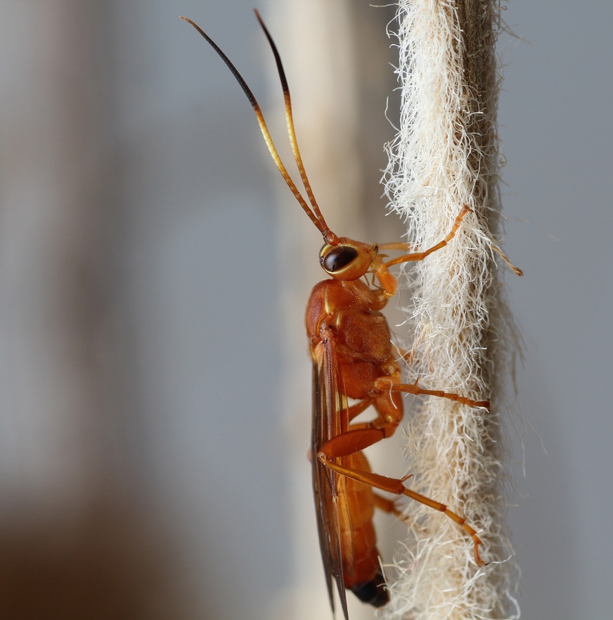 Ichneumonidae Ichneumoninae, femmine: gen. indet. e Lymantrichneumon disparis