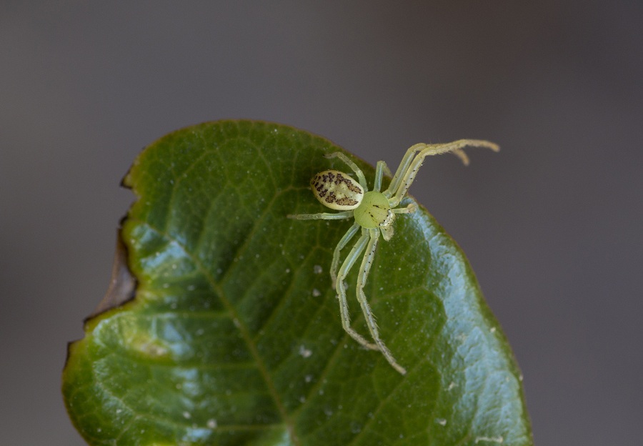 Thomisidae:  Diaea cfr. livens - Manfredonia (FG)