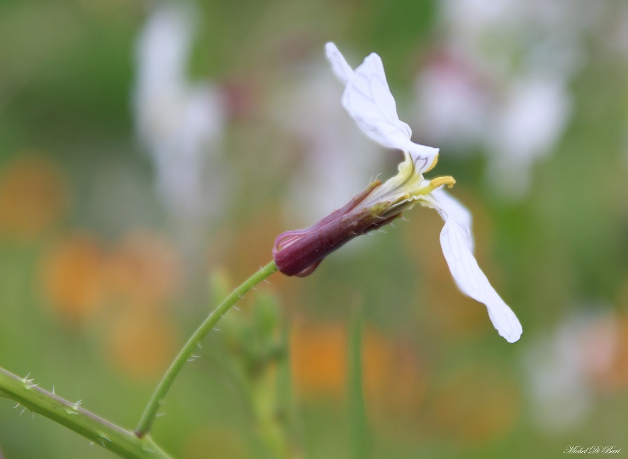Raphanus raphanistrum