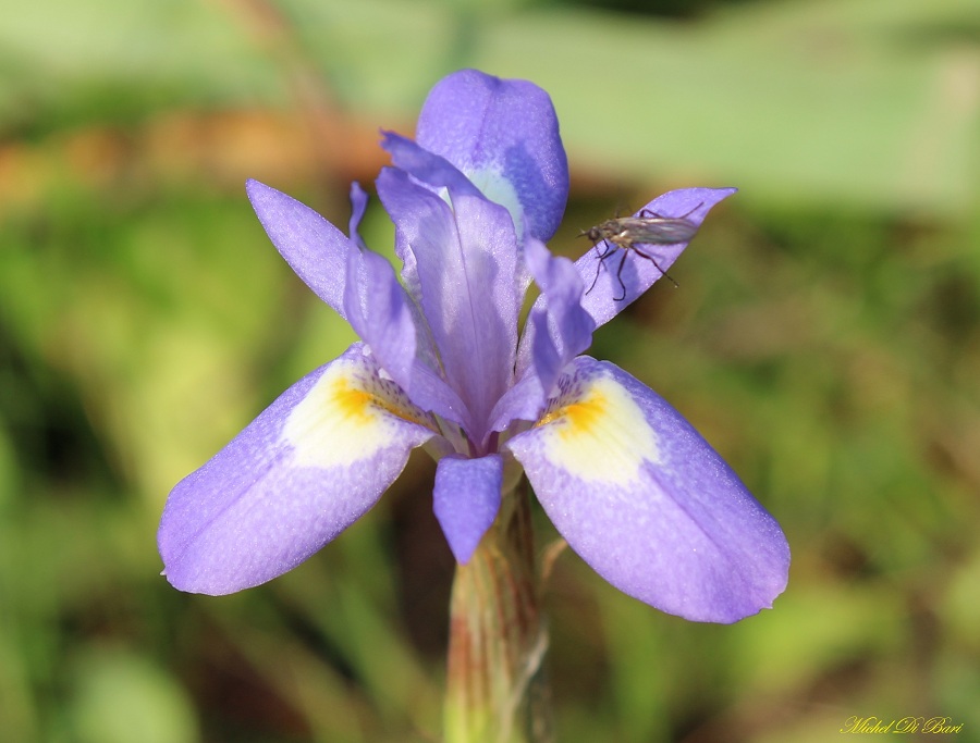 Moraea sisyrinchium / Giaggiolo dei poveretti