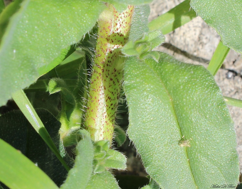 Echium parviflorum