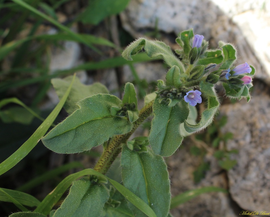 Echium parviflorum