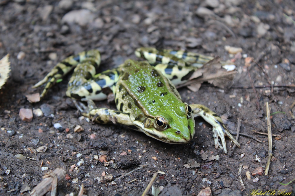 Quale rana? Pelophylax sp. (Gargano)
