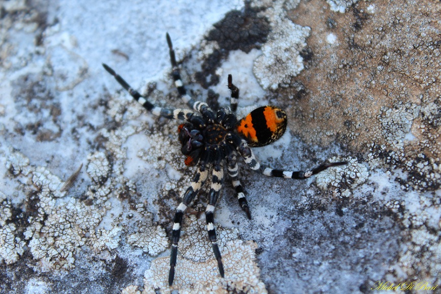 Lycosa tarantula - San Giovanni Rotondo (FG)