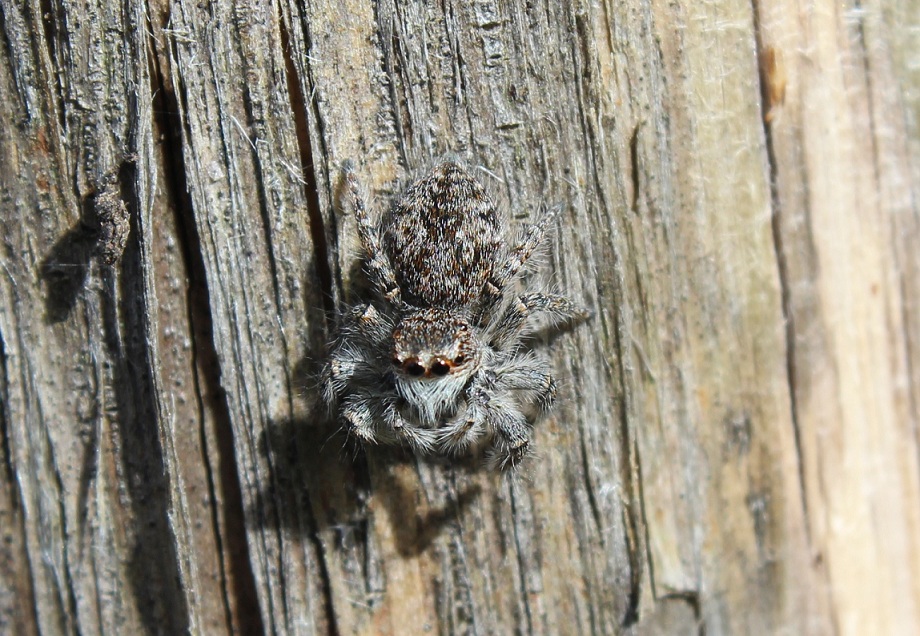 Philaeus chrysops un giovane - Gargano