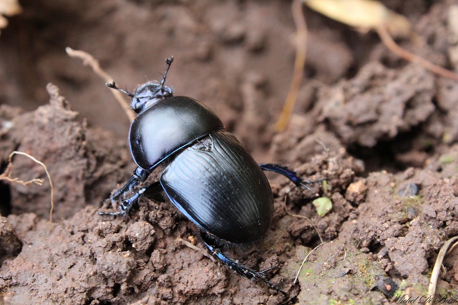 Geotrupes (s.s.) sp., Geotrupidae