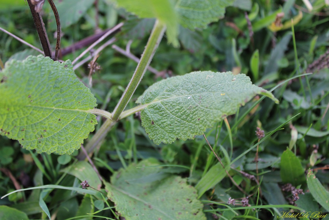 Salvia haematodes