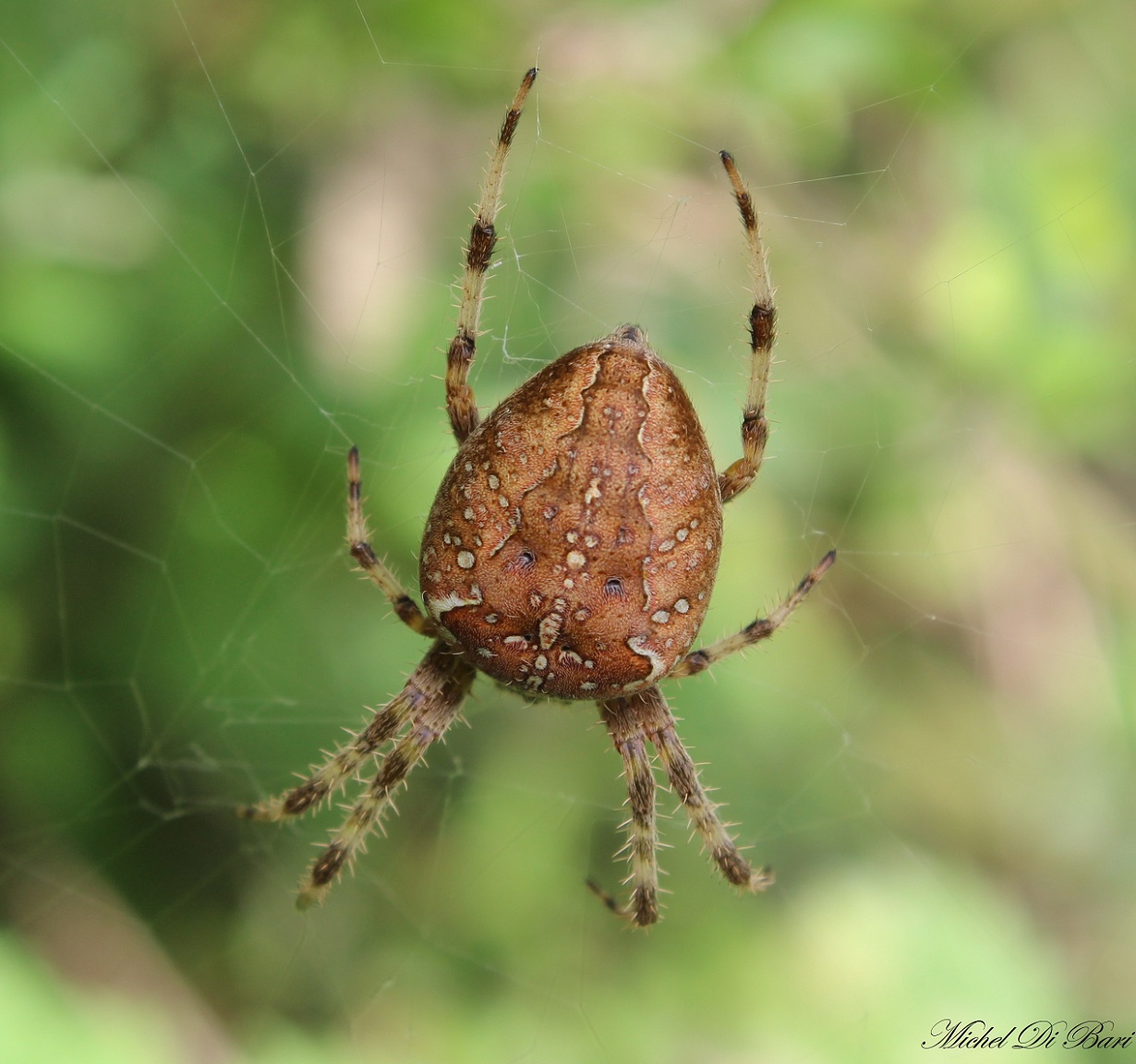 Araneus diadematus - Monte Sacro, Gargano (FG)