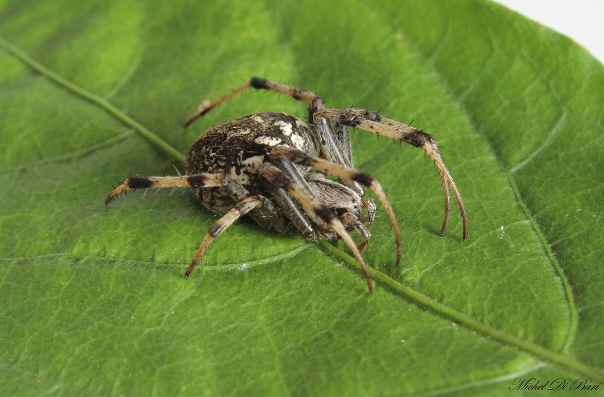 Neoscona byzanthina - Manfredonia (FG)