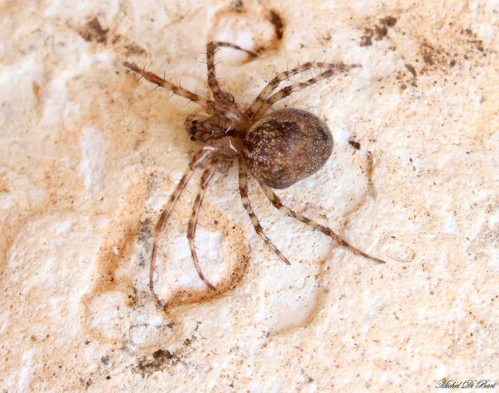 Metellina merianae - Gargano