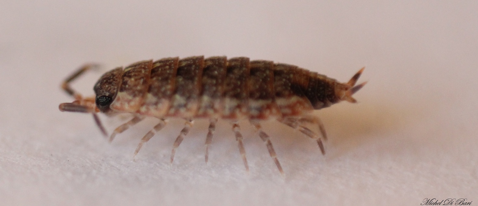 Piccolo isopode da ID