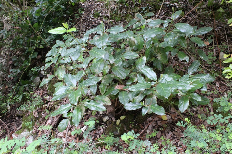 Viburnum tinus