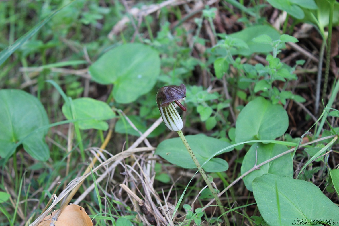 Arisarum vulgare