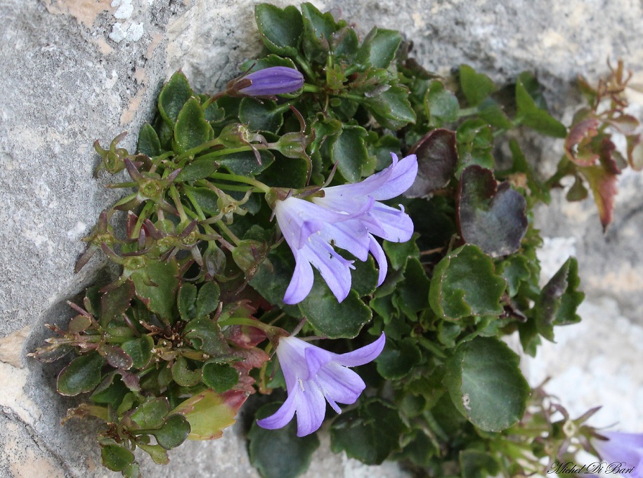 Campanula garganica / Campanula del Gargano