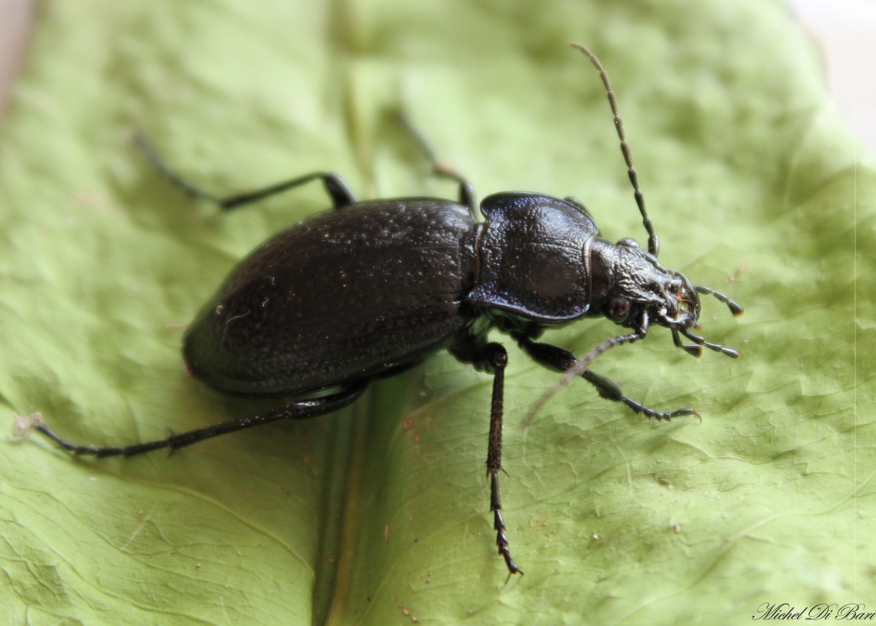 Carabus (Archicarabus) rossii Dejean