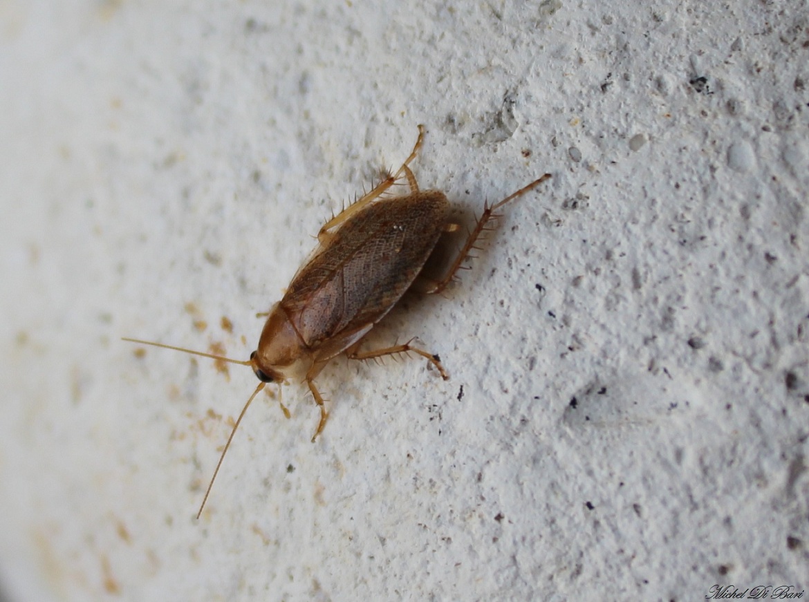 Ectobius sp.