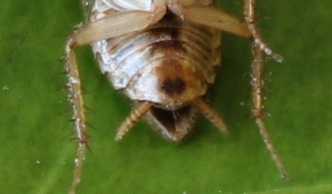 Ectobius sp.
