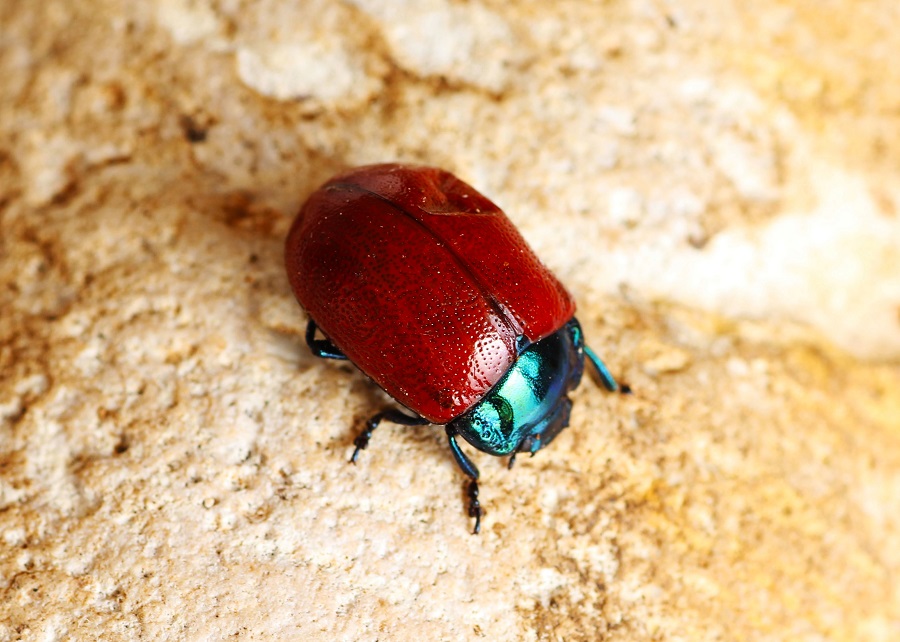 Chrysolina grossa (Chrysomelidae)