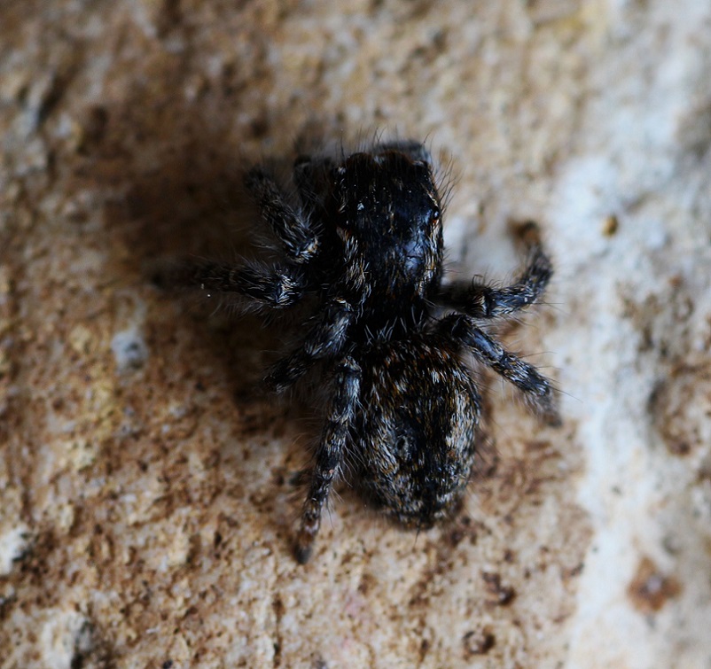 Philaeus chrysops  - Ruggiano Gargano (FG)