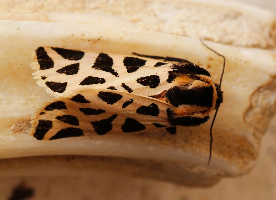 Farfalla da id - Cymbalophora pudica, Erebidae Arctiinae