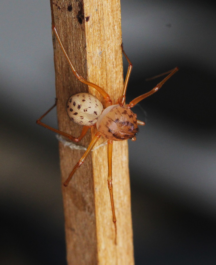 Scytodes sp. - Manfredonia (FG)