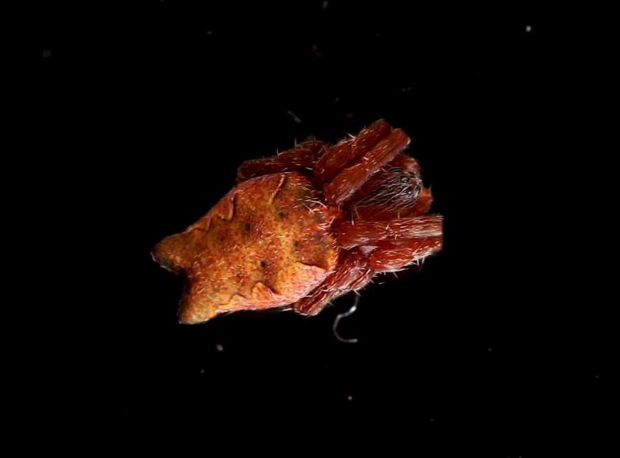 Giovane Cyrtophora citricola - Manfredonia (FG)