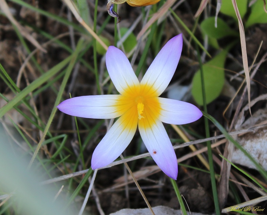 Romulea bulbocodium