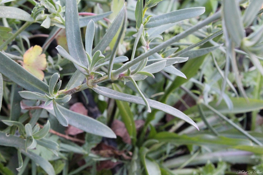 Quale silene? Silene vulgaris