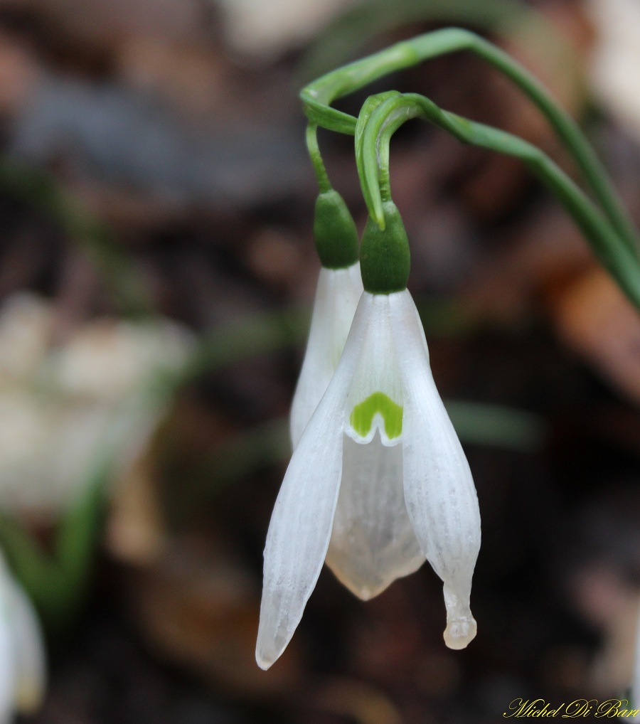 Galanthus nivalis