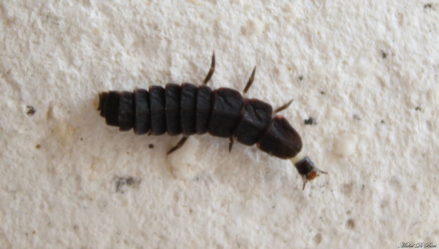 larva di Lampyris noctiluca