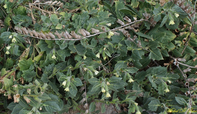 Hyoscyamus albus