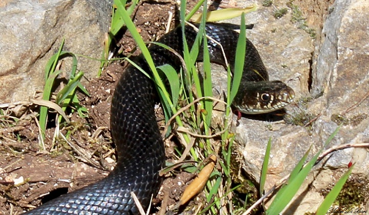 Biacco nero?