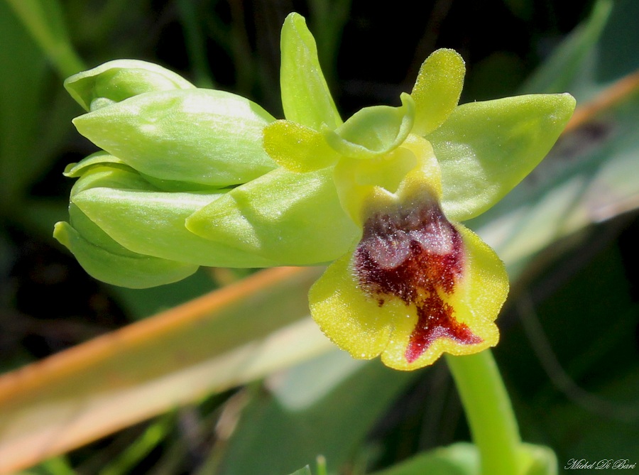 Ophrys da Id