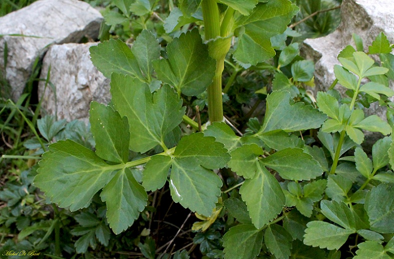 Smyrnium perfoliatum subsp. rotundifolium