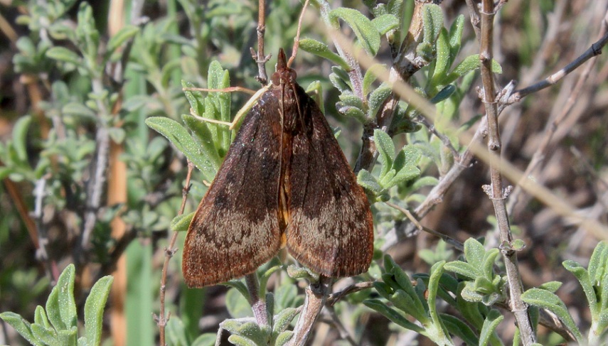 da determinare - Uresiphita gilvata