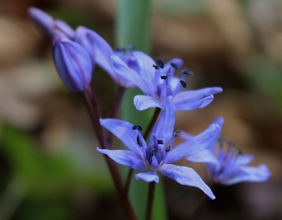 Scilla bifolia