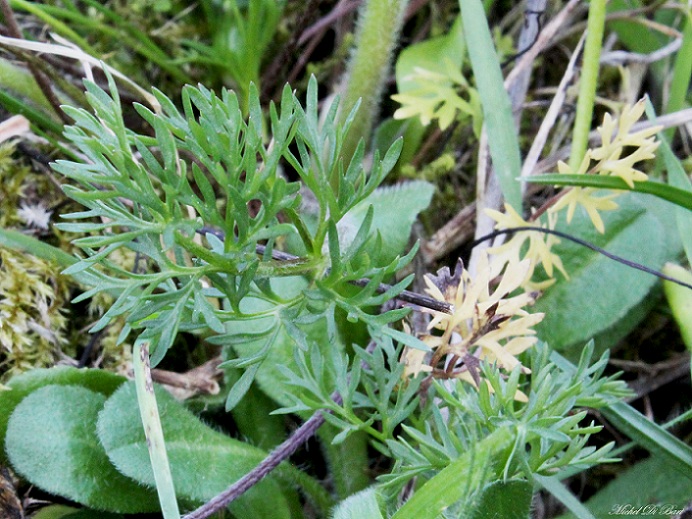 Manfredonia Gargano - Ranunculus millefoliatus