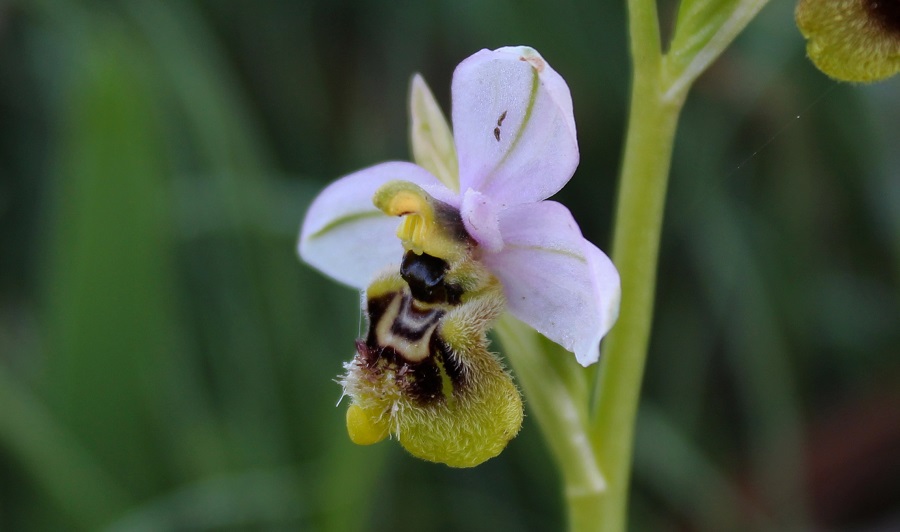 Tomaiolo Gargano - Ophrys tenthredinifera