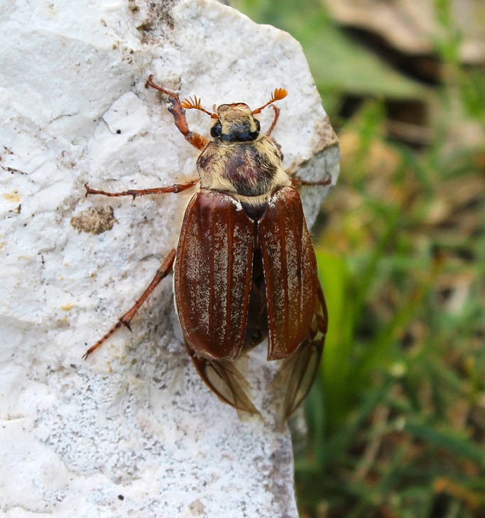 Melolontha pectoralis, femmina.