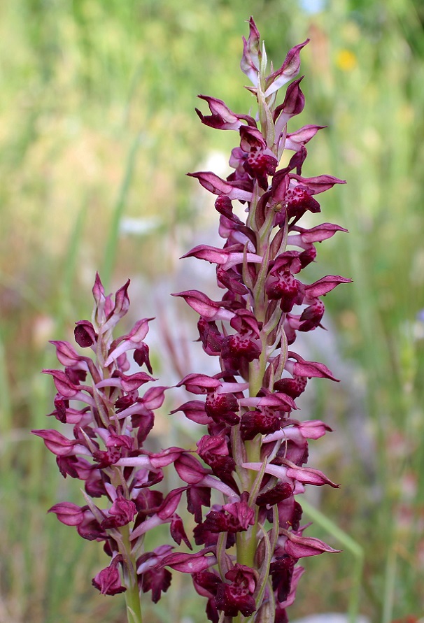 Anacamptis coriophora / Orchide cimicina