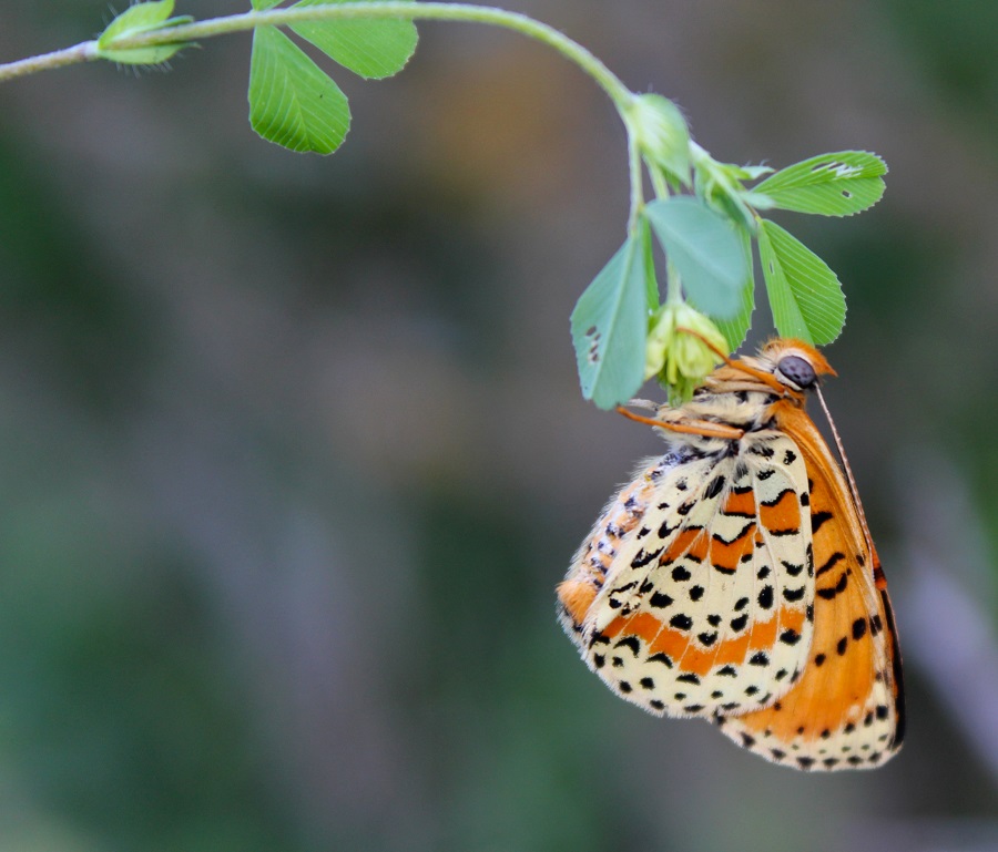 Melitaea didyma