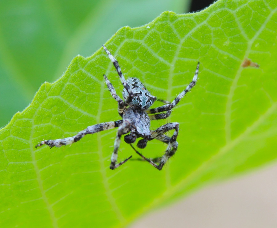 Maschio di Araneus circe - Ruggiano (FG)
